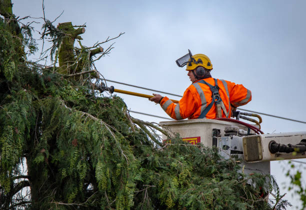 Trusted Sierra Madre, CA Tree Services Experts